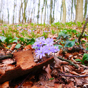 Leberblümchen - es gedeiht besonders auf kalkreichen Waldböden