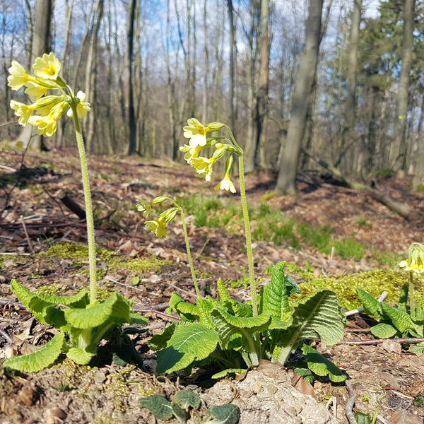 kalk- und nährstoffreiche Wälder - dort ist die hohe Schlüsselblume zu finden