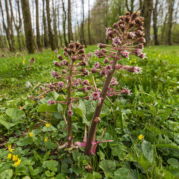 Blütenstand der Gewöhnlichen Pestwurz (Petasites hybridus)