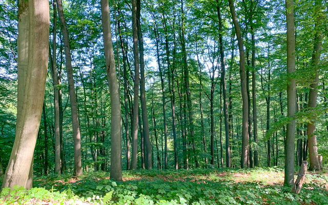 mittelalter, strukturarmer Buchenwald