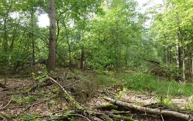 Strukturreicher Laubmischwald auf Dünenrelikten im Sander Bruch