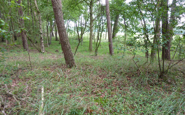 Laubmischwald mit Kiefer, Eiche und Sandbirke auf Dünenrelikten