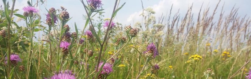 Artenreiche Wiesensäume