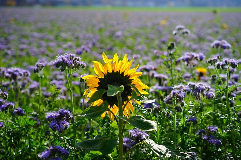 Typische Blühfelder mit Phacelia und Sonnenblumen