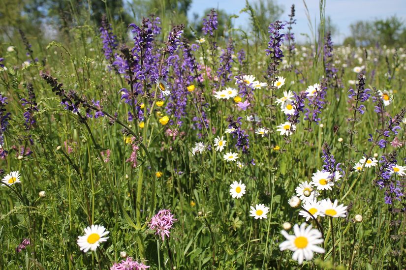 Artenreiche Flachland Mähwiese mit Margarite, Wiesensalbei und Hahnenfuß