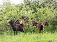 Beweidung durch Ziegen