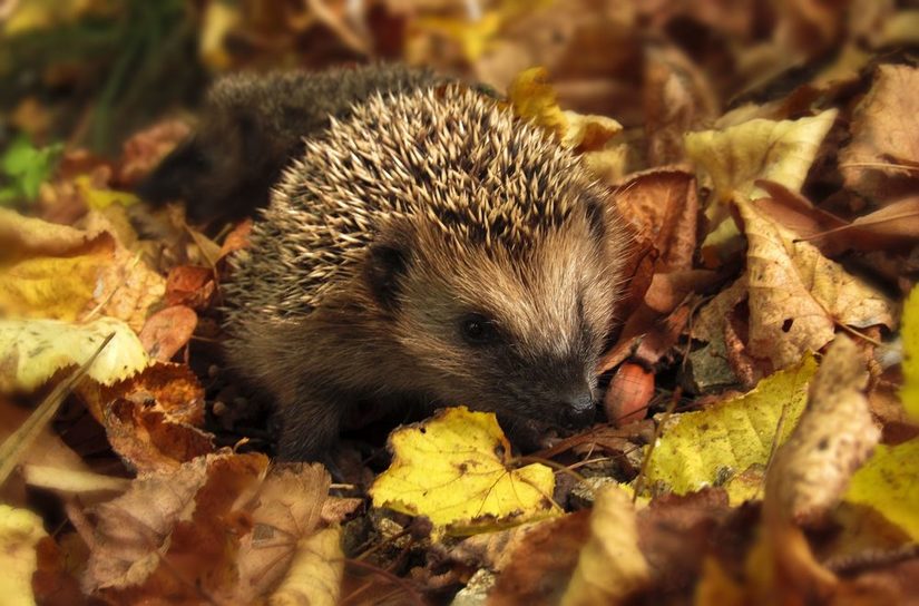 Igel im Herbstlaub