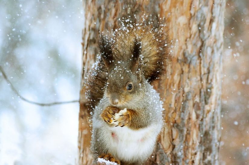 Eichhörnchen im Winter