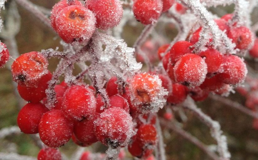 Vogelbeeren mit Frost