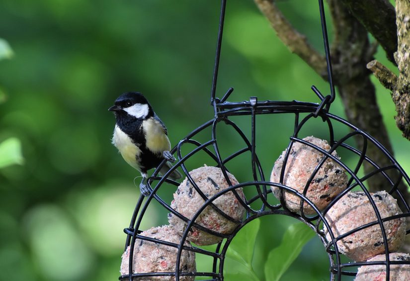 Kohlmeise an Futterstelle mit plastikfreien Meisenknödeln