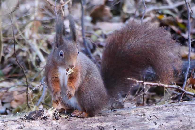 Eichhörnchen mit Futter im Maul