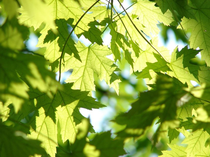 Ahornblätter im Frühling