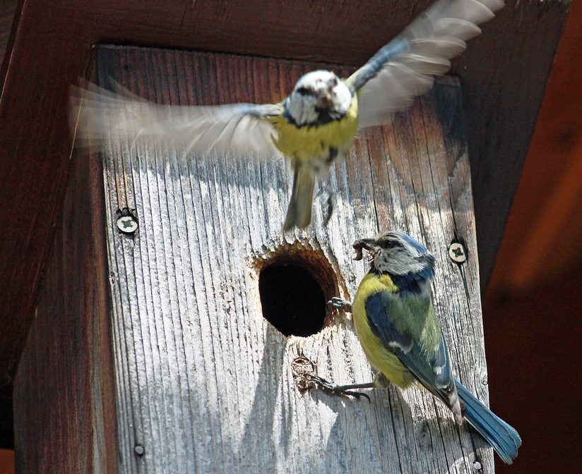 Jungtierfütterung der Blaumeisen am Nistkasten