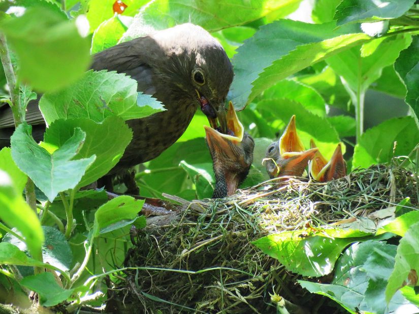 Amsel bei der Jungtierfütterung