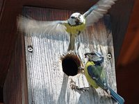 Jungtierfütterung der Blaumeisen am Nistkasten