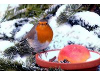 Rotkehlchen an Futterstelle