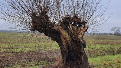 Kopfweide am Straßenrand