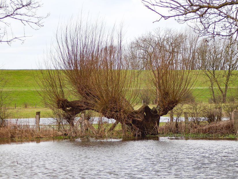 Kopfweide am Rhein