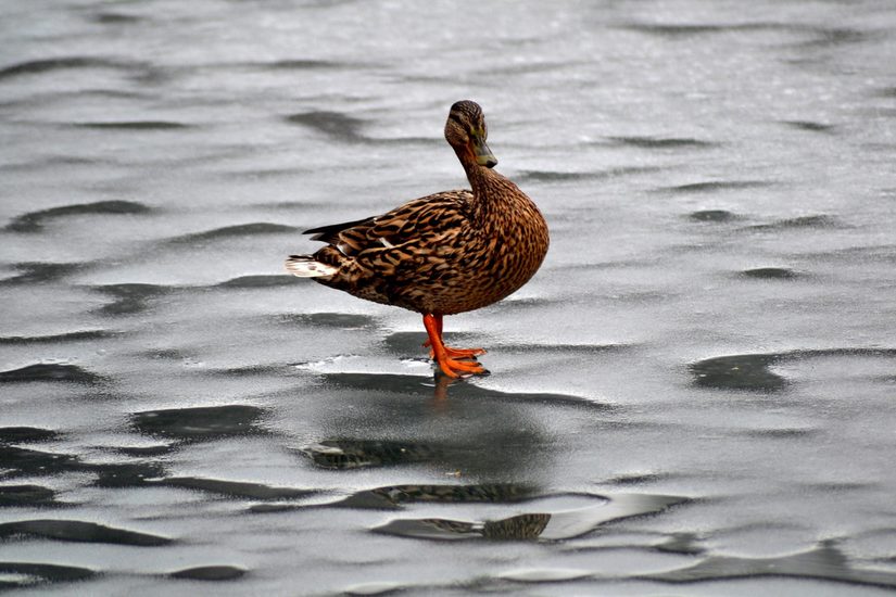 Stockente auf Eisfläche