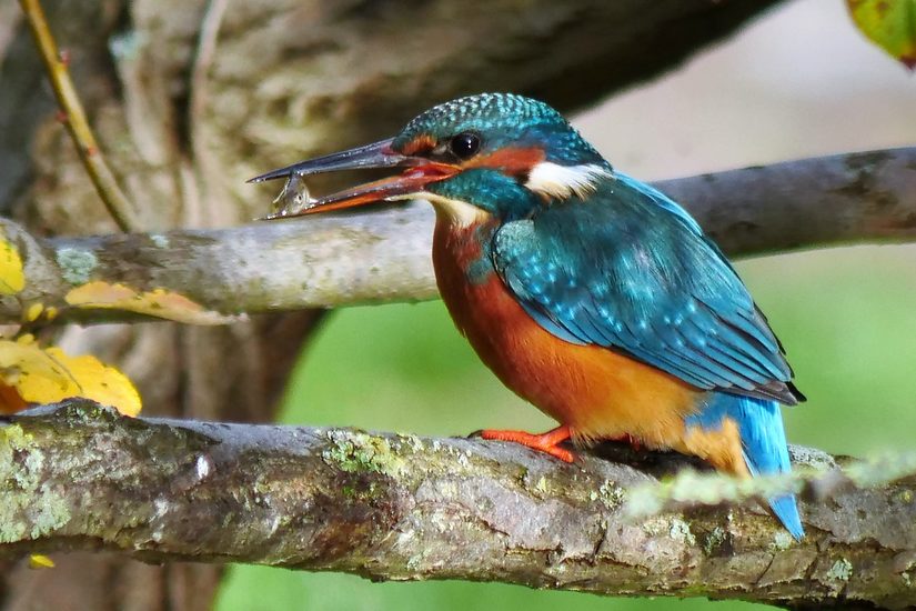 Eisvogel mit Fisch im Schnabel