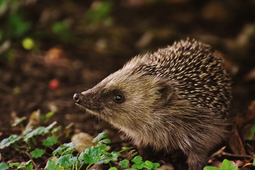 Igel im Seitenprofil