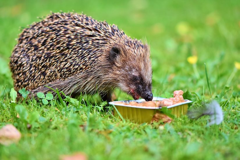 Igel bei der Nahrungsaufnahme