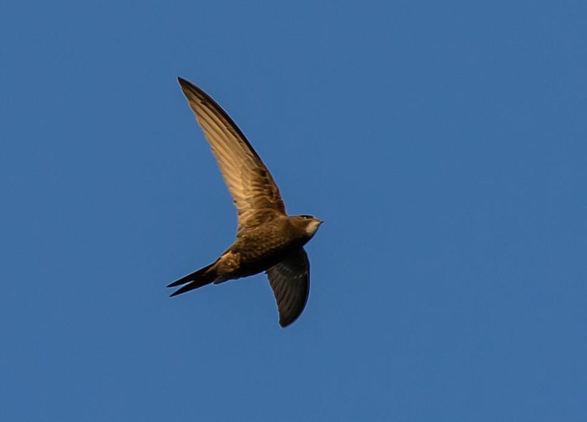 Mauersegler im Flug