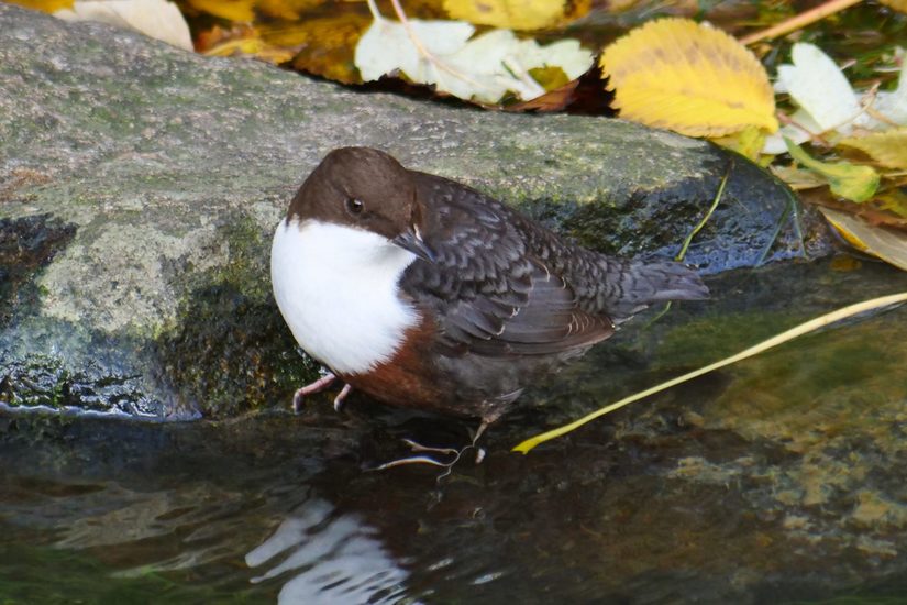 Wasseramsel an der Pader