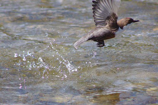 Wasseramsel bei der Nahrungssuche