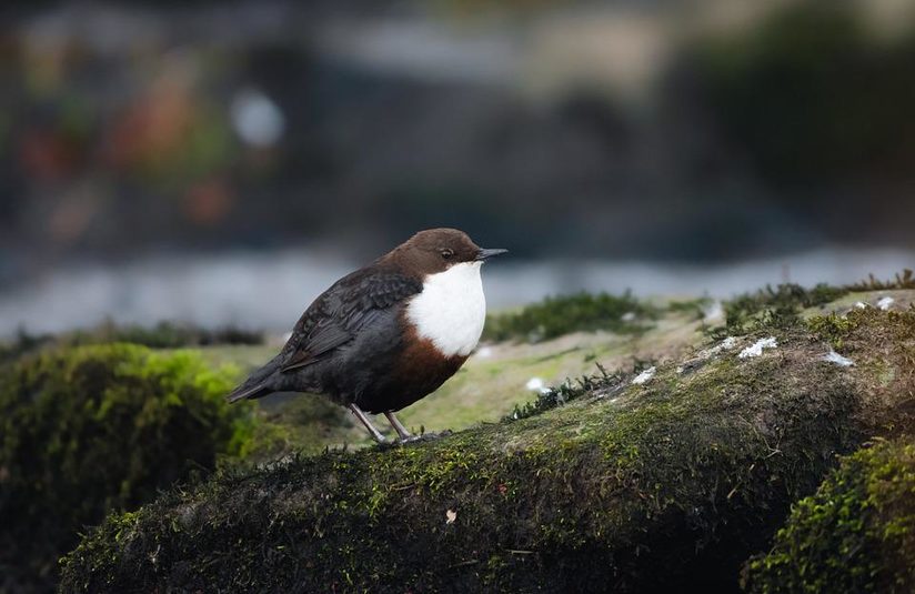 Wasseramsel sucht passenden Ort