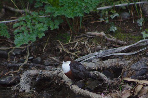 Wasseramsel auf Nistplatzsuche