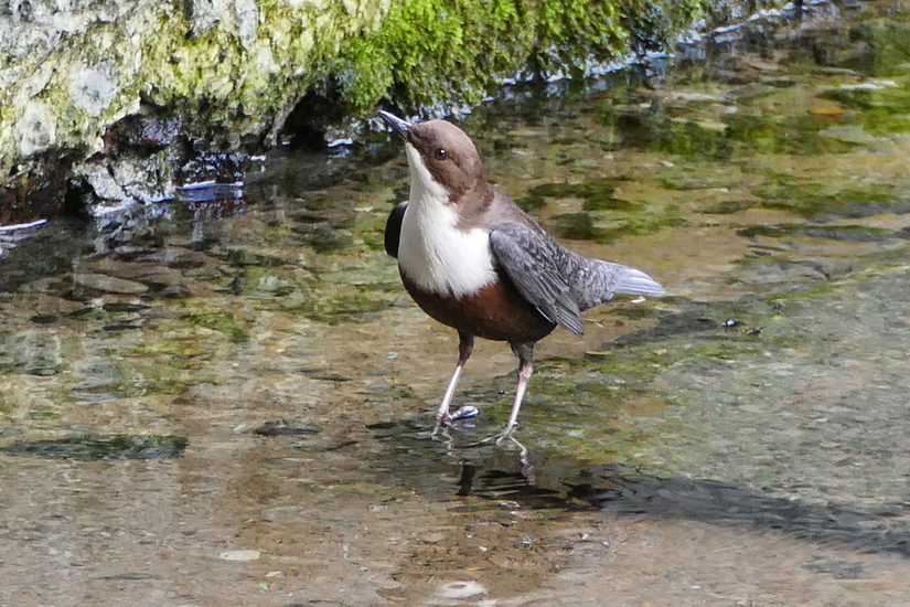 Neugierige Wasseramsel