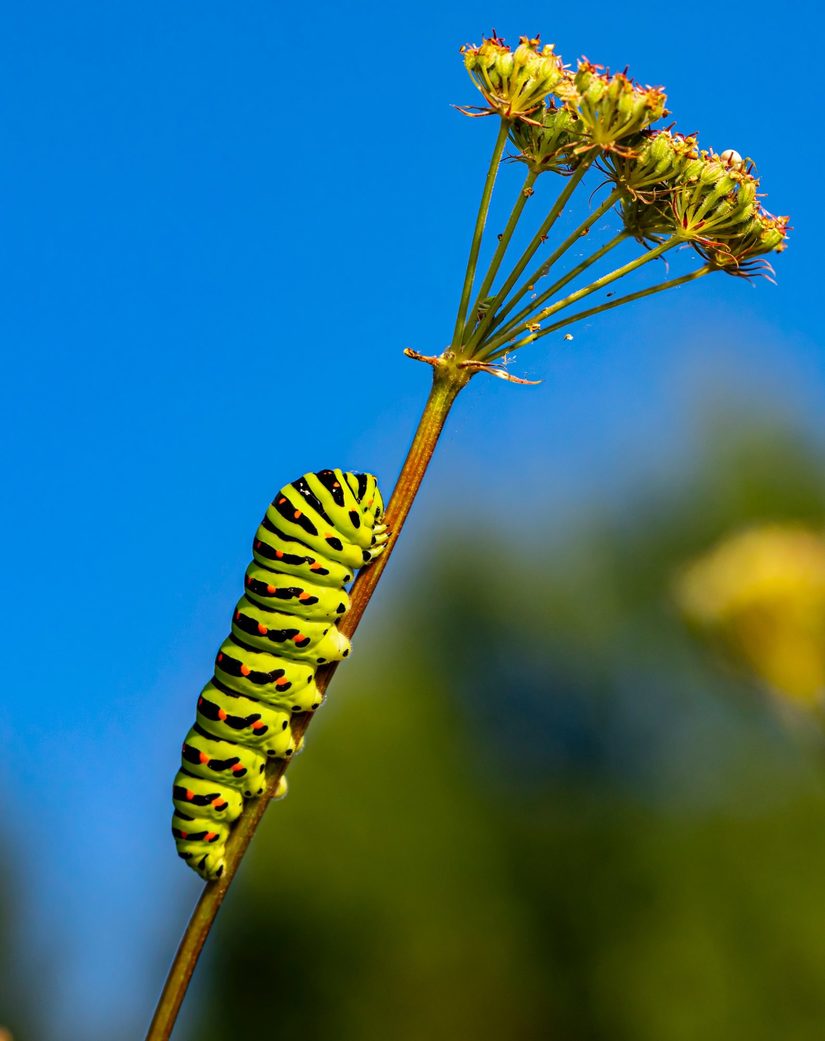 Raupe des Schwalbenschwanzes