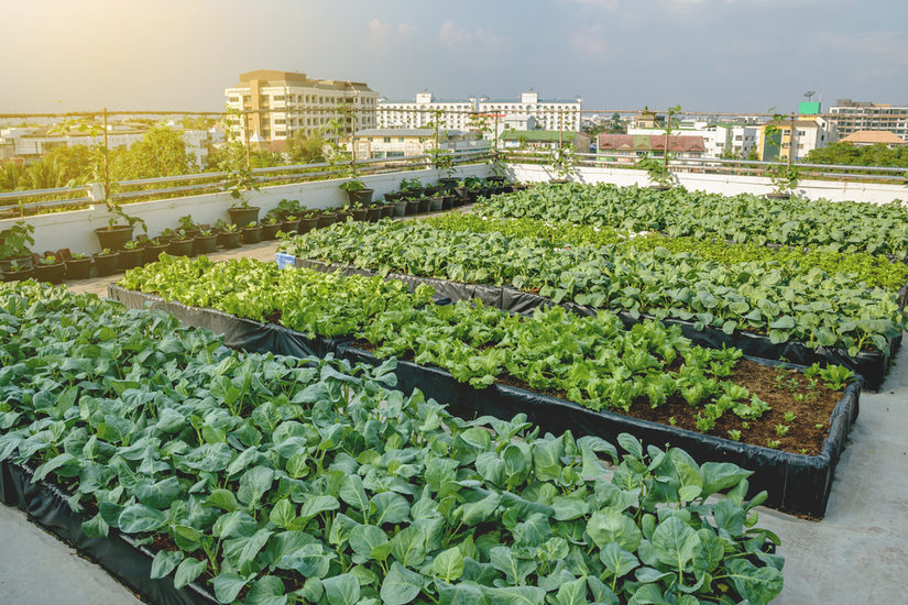 Rooftop farming