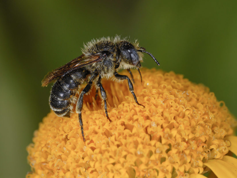 Osmia spinulosa