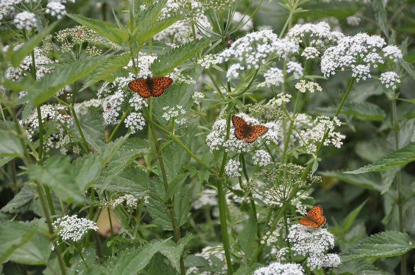 Schmetterlinge auf Wiesenschafgarbe