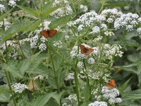 Schmetterlinge auf Wiesenschafgarbe