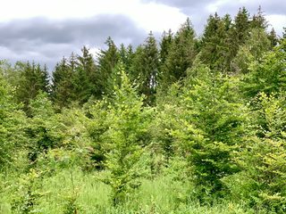 Wald im Wandel