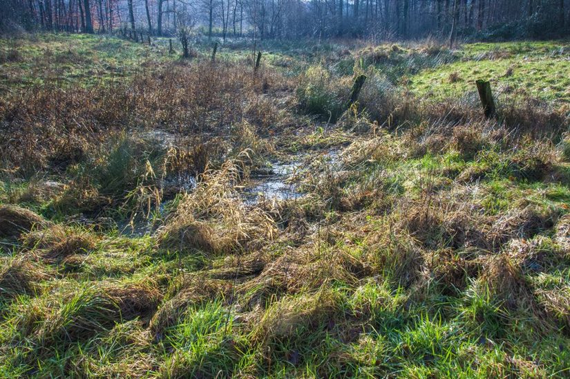 Abwechslungsreich - feuchte Wiesen, Hochstauden und Feldgehölze