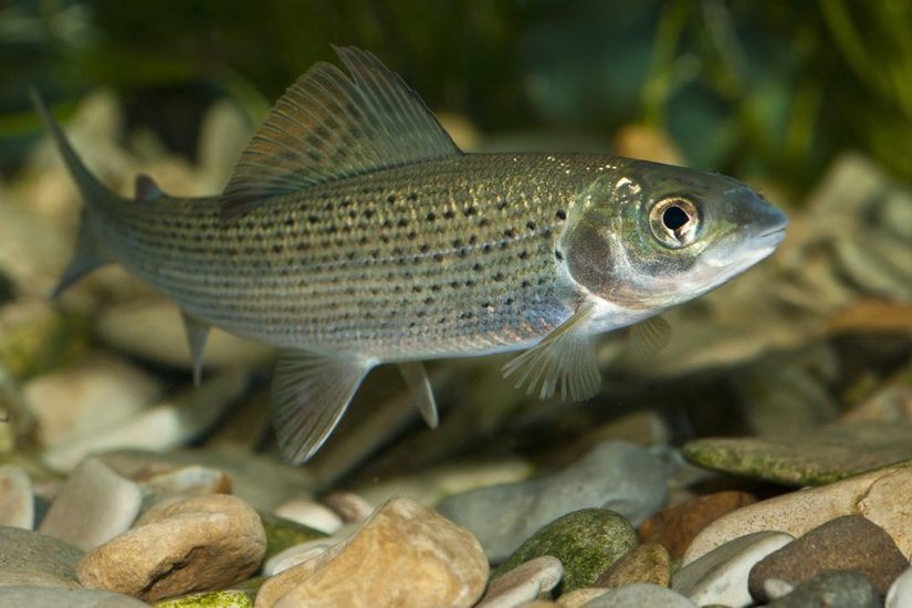 Auf Kies und Strömung angewiesen - die Äsche