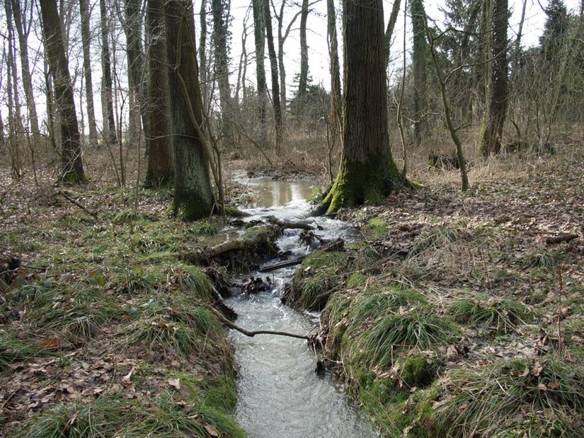 Der Scharmeder Bach wird von Verwitterungsgebieten beeinflusst.