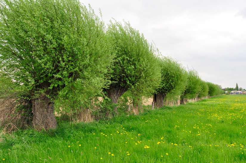 Kopfweiden sind wichtige Gliederungselemente der Landschaft.