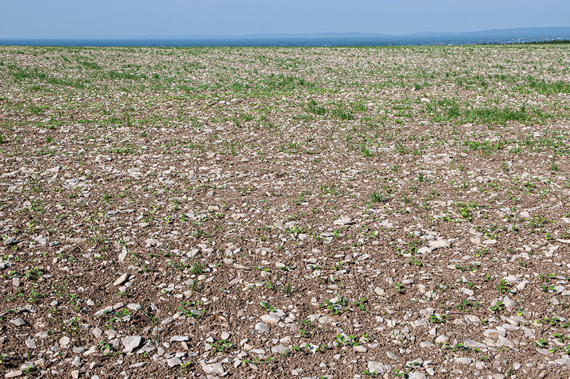 kalksteinreicher Boden der Hochfläche