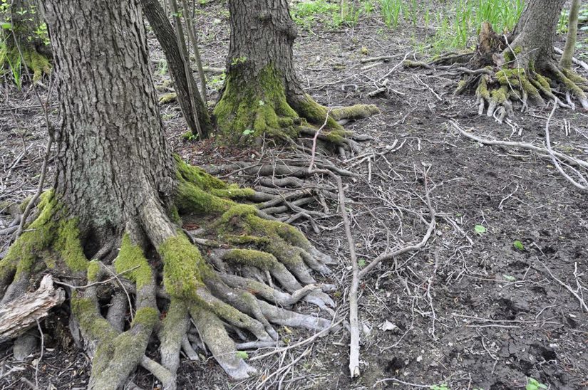 Die Erlen im Quellbereich des Krähenspringbachs warten oft auf Wasser.