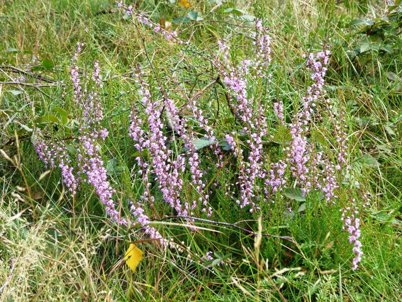 Calluna-Heide