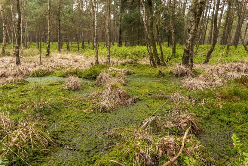 Moorwälder kommen ausschließlich im Süden des Truppenübungsplatzes vor