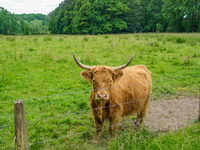 Landschaftspfleger im Elser Holz