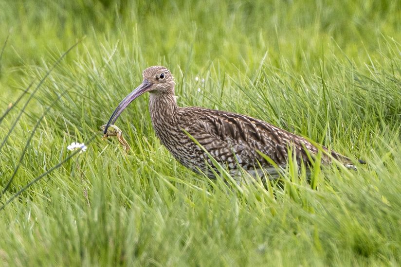 Großer Brachvogel mit gefangenem Frosch