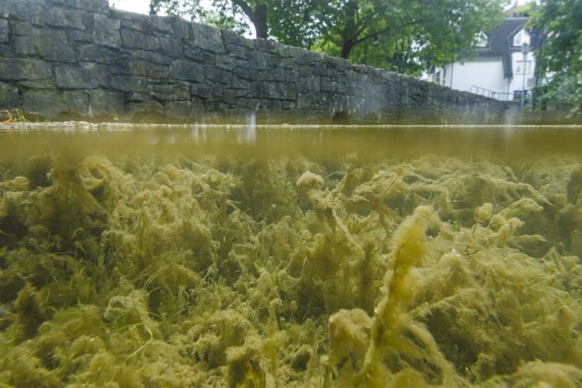 Braune Algen im Quellbecken der Maspernpader