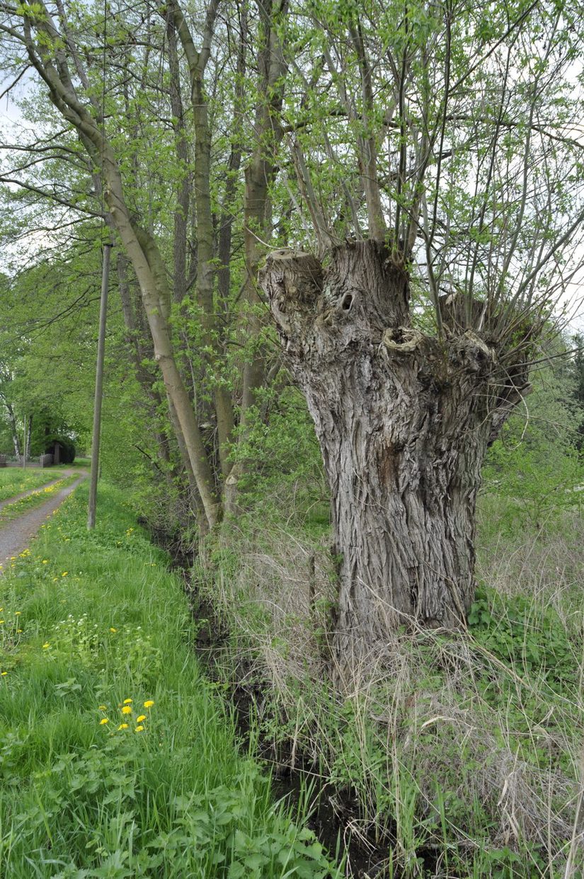 alte Kopfweide am Pöhler Bach